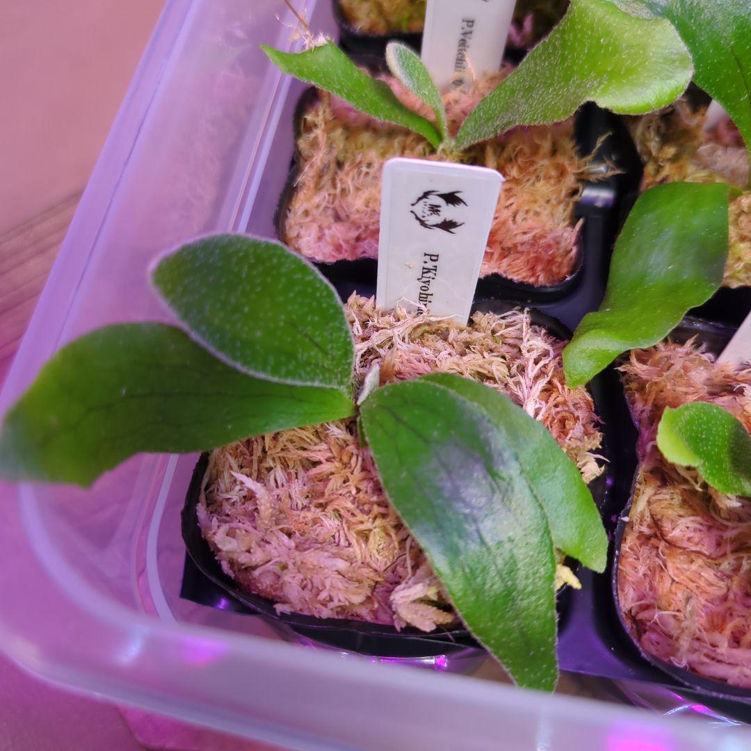 【3/8(日)AM迄、限定出品②】胞子培養株9種セット/ビカクシダ