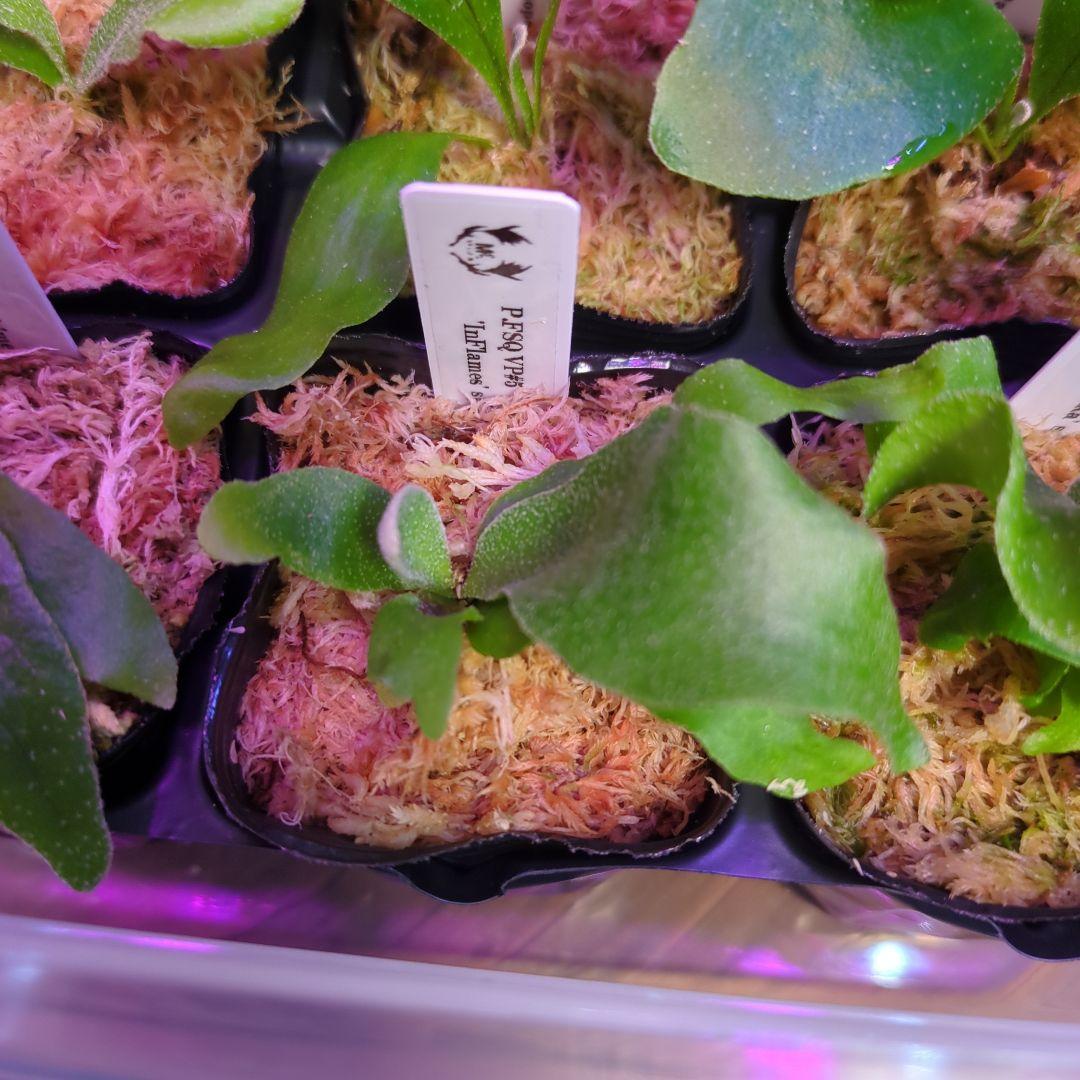 【3/8(日)AM迄、限定出品②】胞子培養株9種セット/ビカクシダ