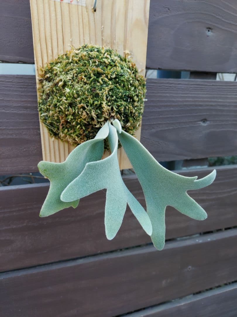 選抜　cosmo × raijin　胞子培養　3　ビカクシダ　コウモリラン