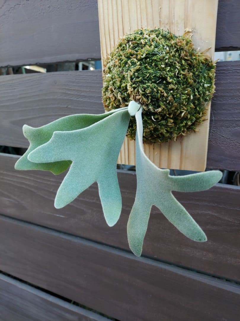 選抜　cosmo × raijin　胞子培養　3　ビカクシダ　コウモリラン