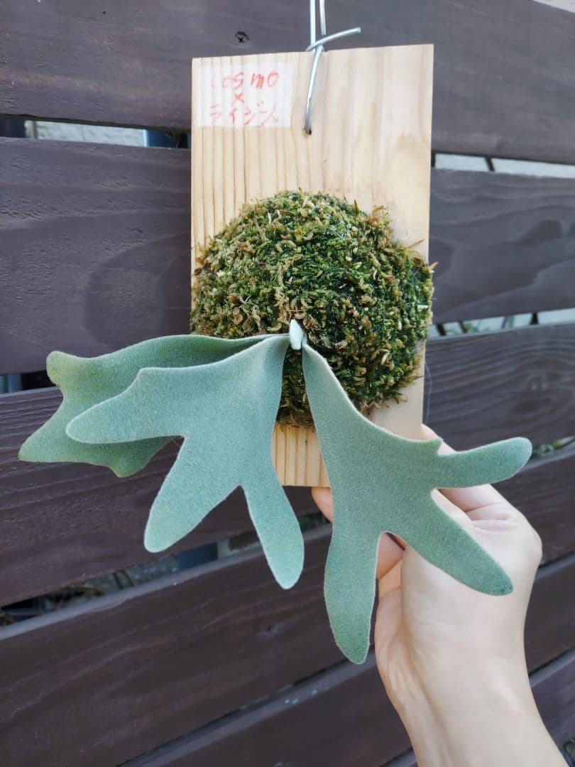 選抜　cosmo × raijin　胞子培養　3　ビカクシダ　コウモリラン