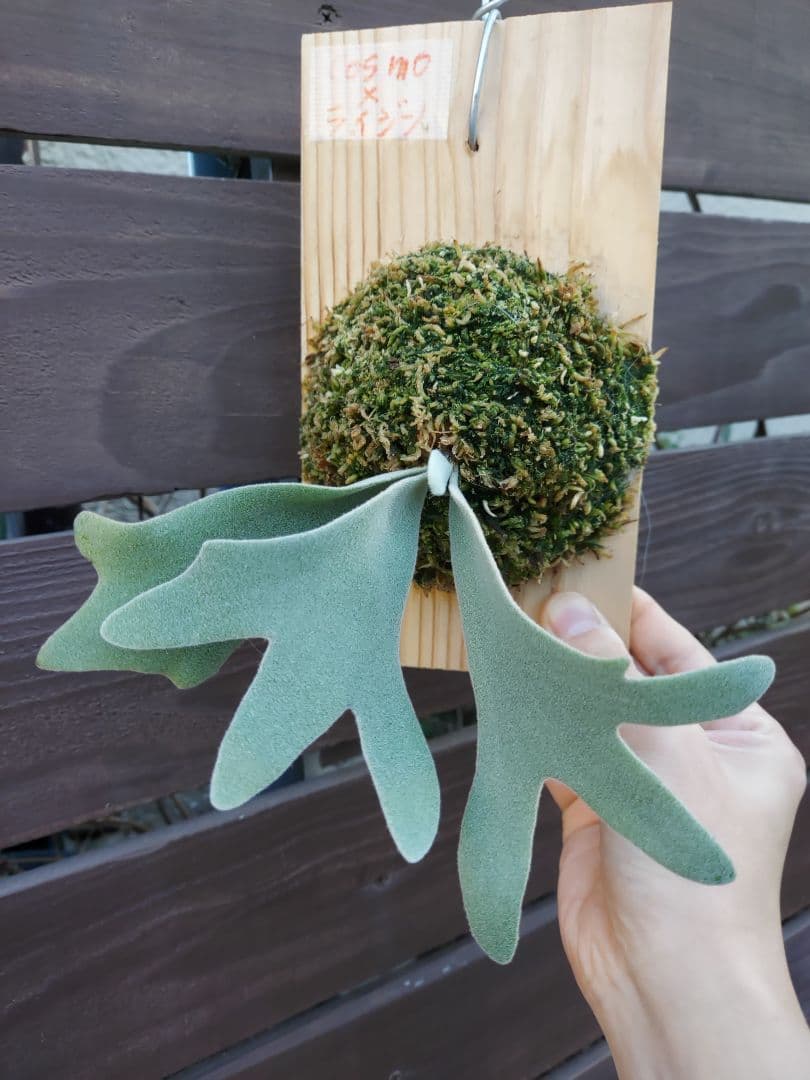 選抜　cosmo × raijin　胞子培養　3　ビカクシダ　コウモリラン