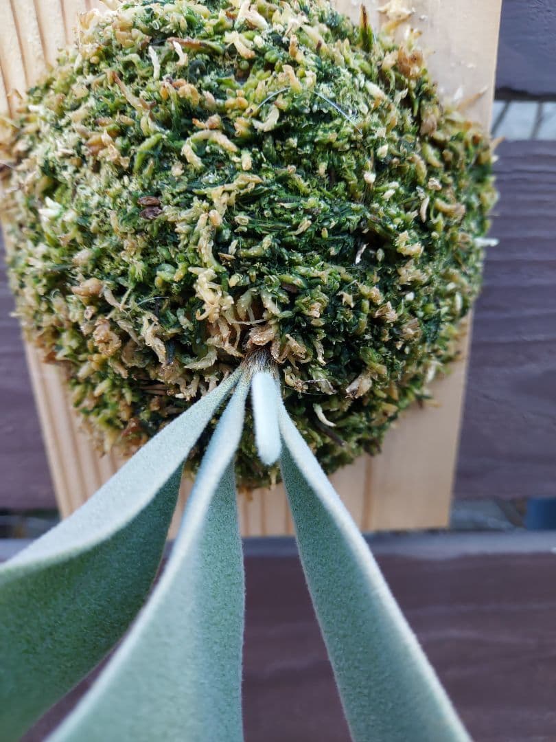 選抜　cosmo × raijin　胞子培養　3　ビカクシダ　コウモリラン