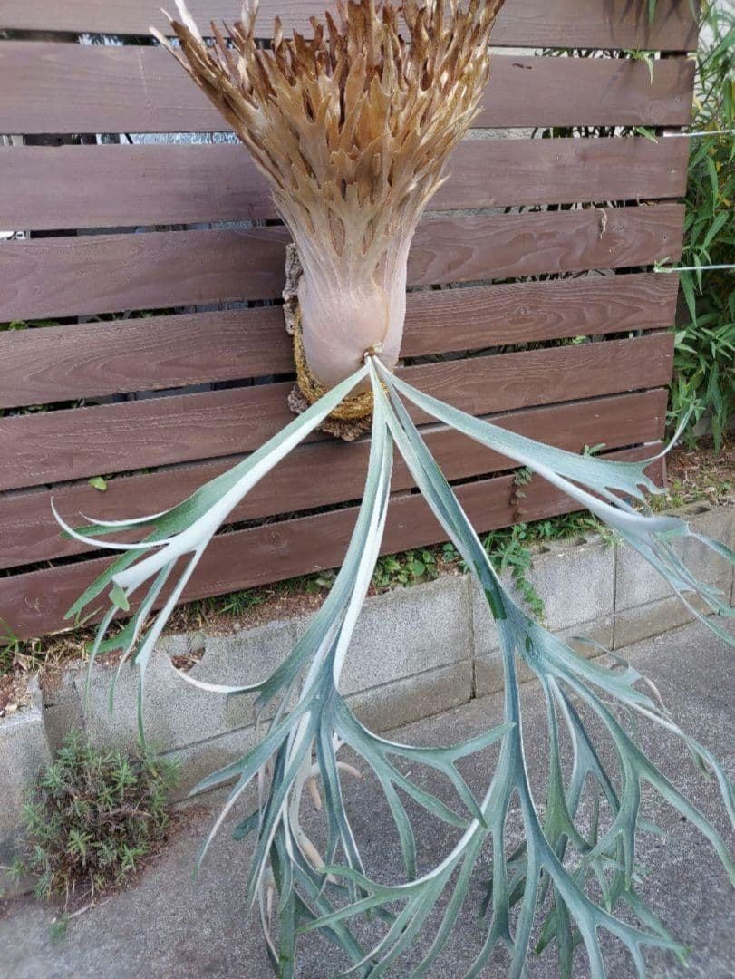 選抜　cosmo × raijin　胞子培養　3　ビカクシダ　コウモリラン