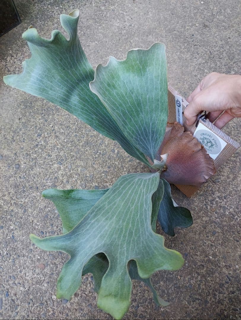 選抜　cosmo × raijin　胞子培養　3　ビカクシダ　コウモリラン