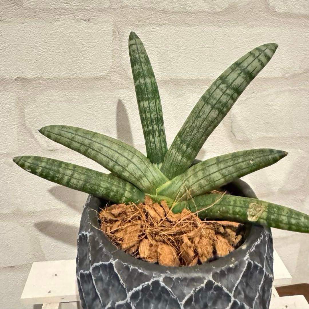 サンスベリア　ボンセレンシス　陶器の鉢付き