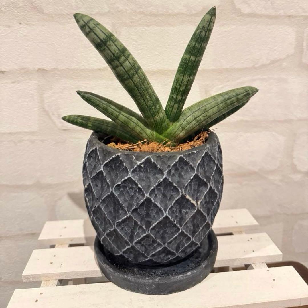 サンスベリア　ボンセレンシス　陶器の鉢付き