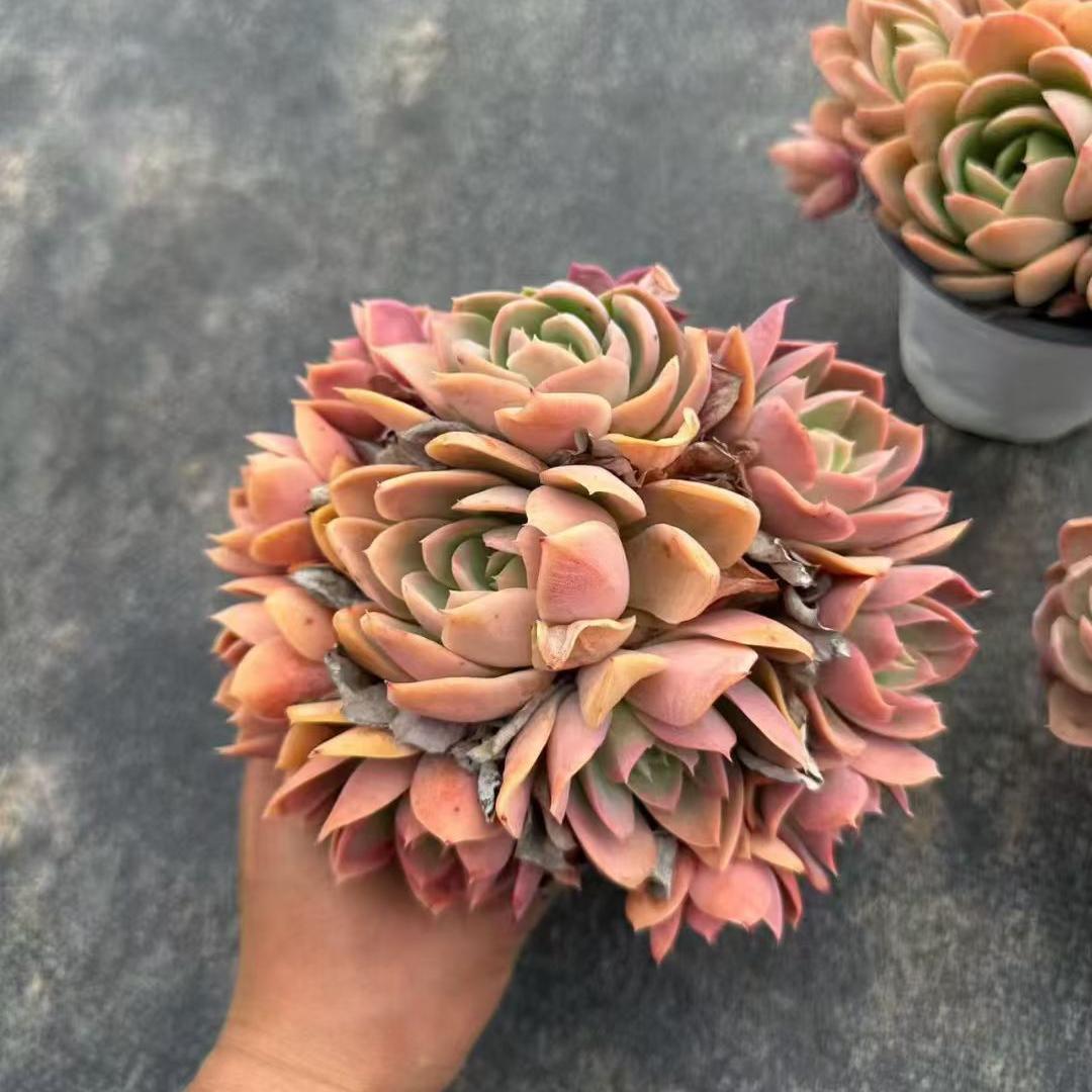 Top【選抜株】多肉植物　360199シルク　ベール　10個　鉢無し/脱土