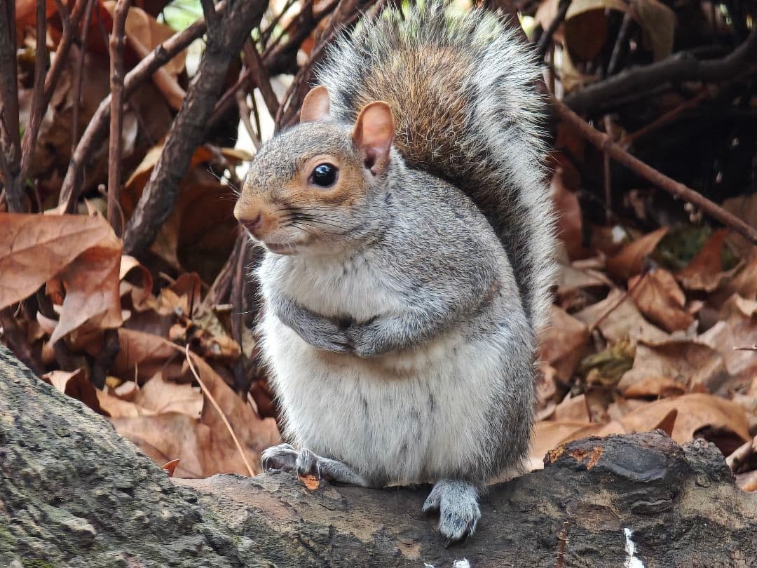 Xiaomi14ultra 16GB 512GB【国内正規品】