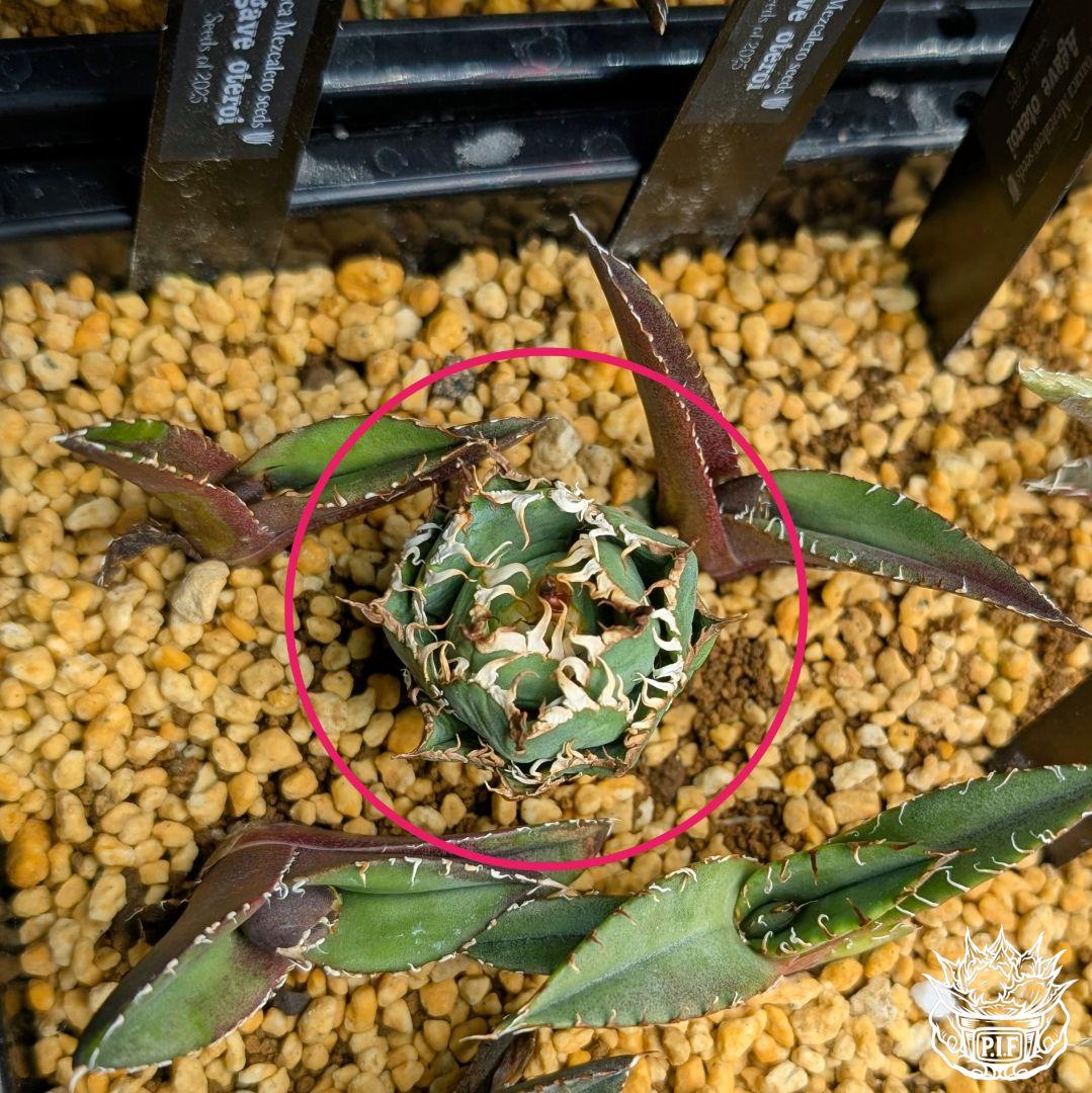 【初回売り出しより半額SALE】Agavetitanota\"フィリグリー\"ミクロ