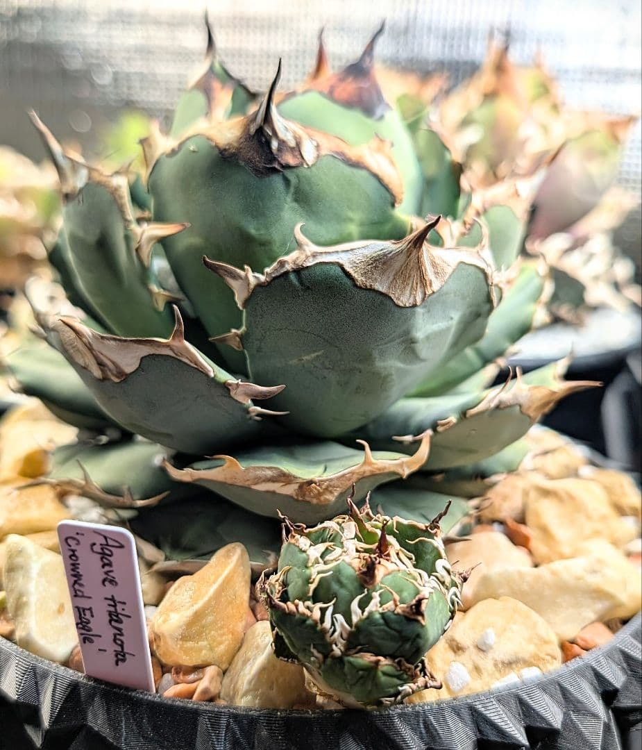 【初回売り出しより半額SALE】Agavetitanota\"フィリグリー\"ミクロ