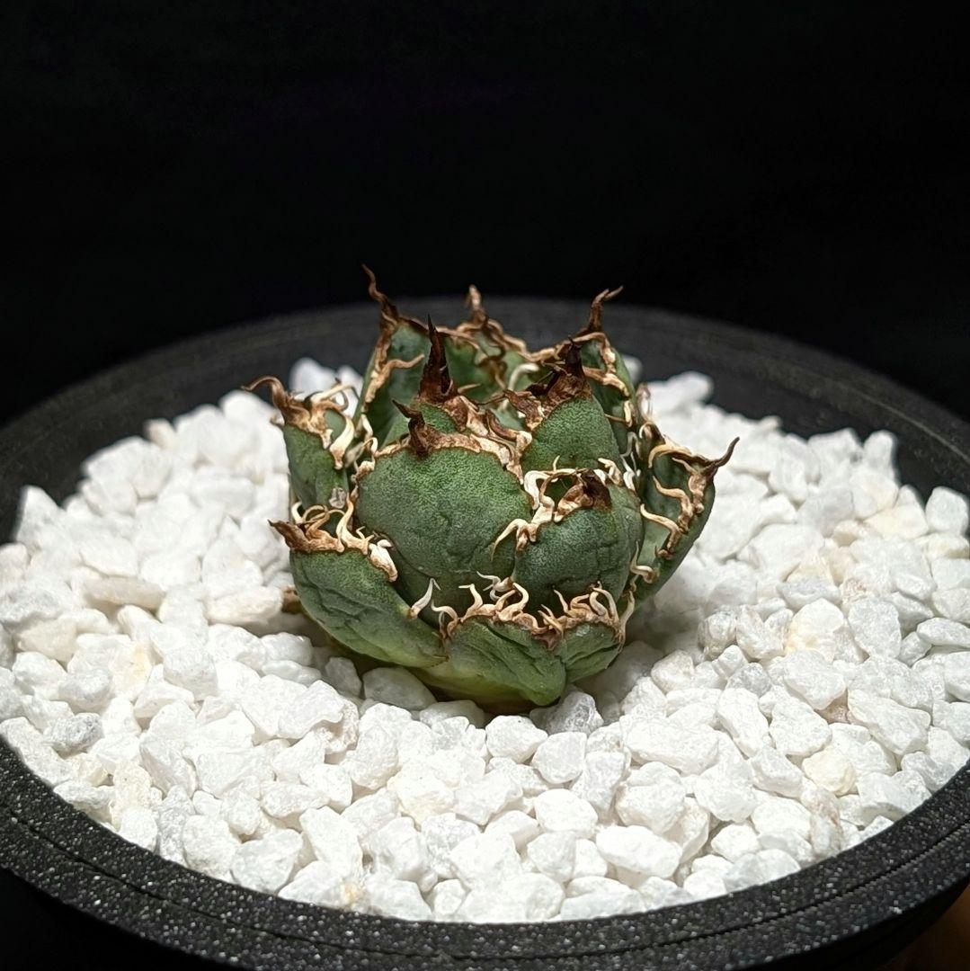 【初回売り出しより半額SALE】Agavetitanota\"フィリグリー\"ミクロ