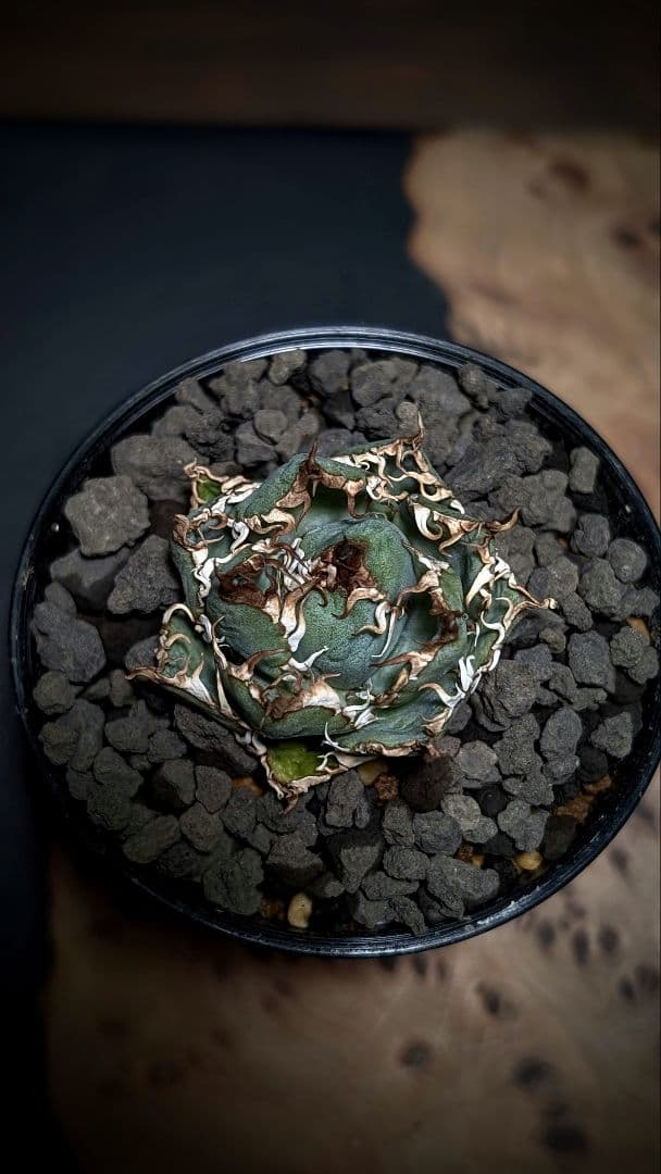 【初回売り出しより半額SALE】Agavetitanota\"フィリグリー\"ミクロ