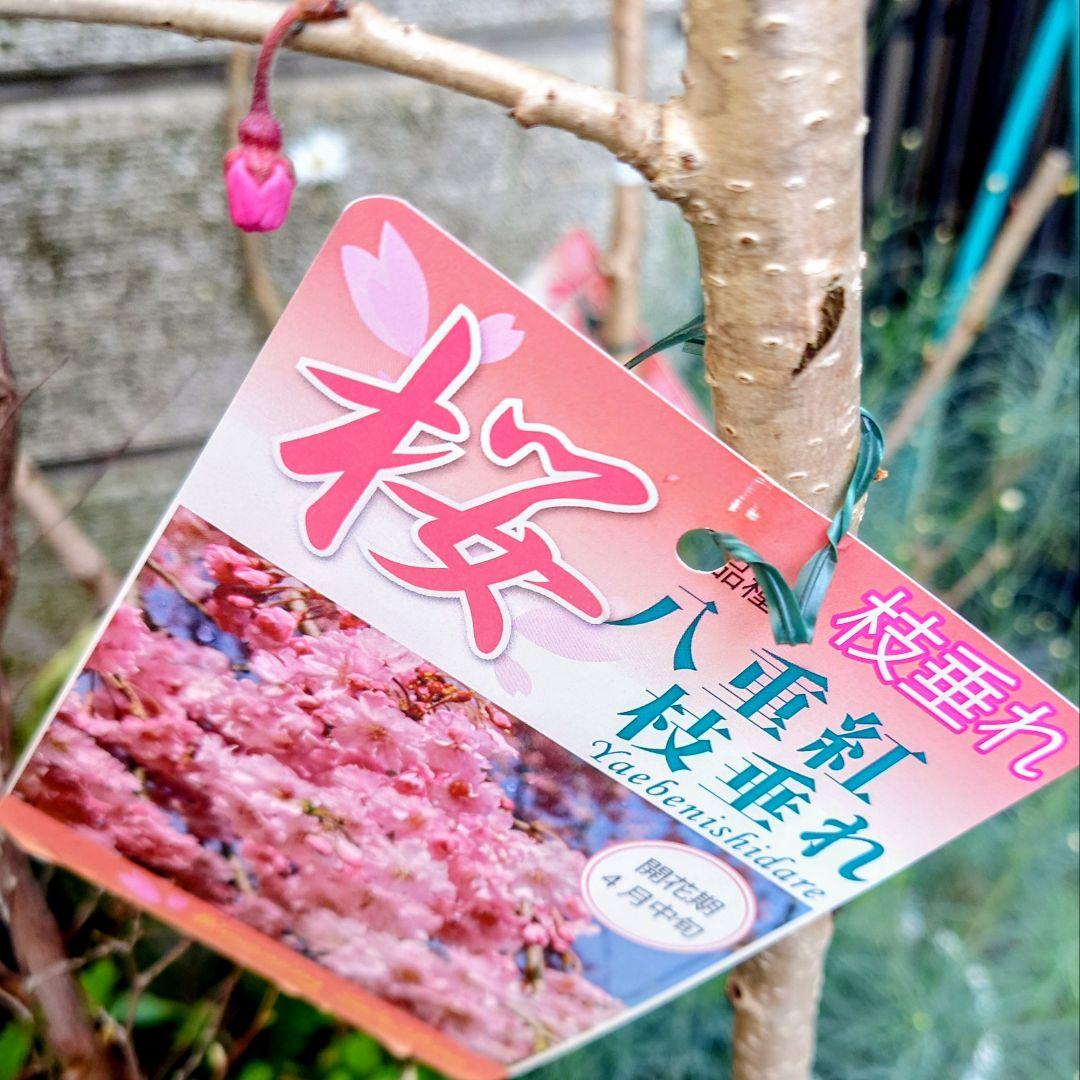 宵月桜　八重咲き　枝垂れ桜♪