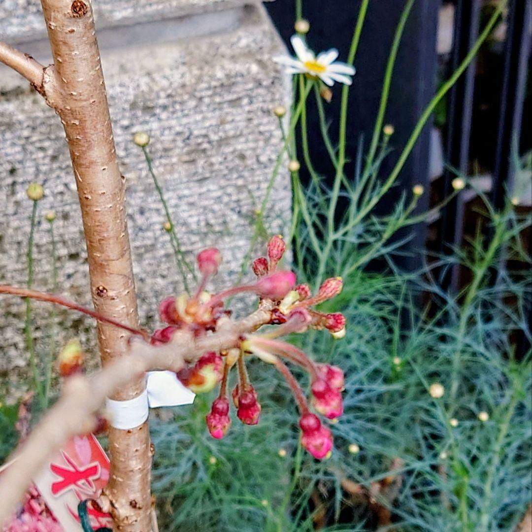 宵月桜　八重咲き　枝垂れ桜♪