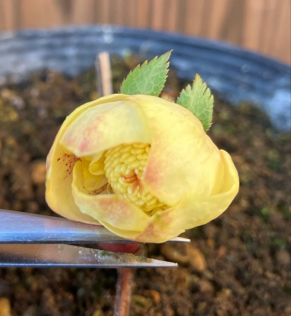 あだーじょ様ご検討用　クリスマスローズ　ニゲル