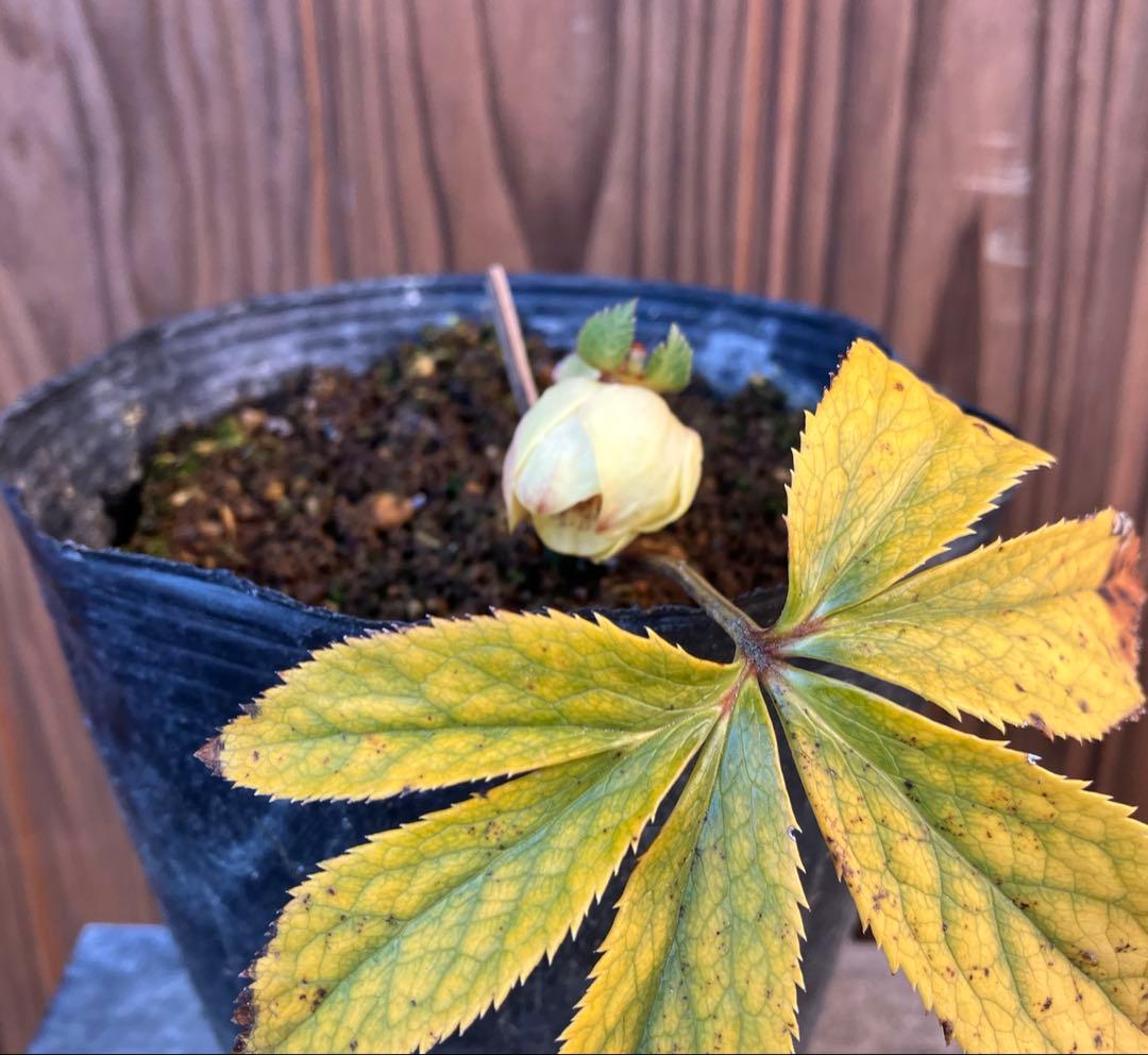 あだーじょ様ご検討用　クリスマスローズ　ニゲル