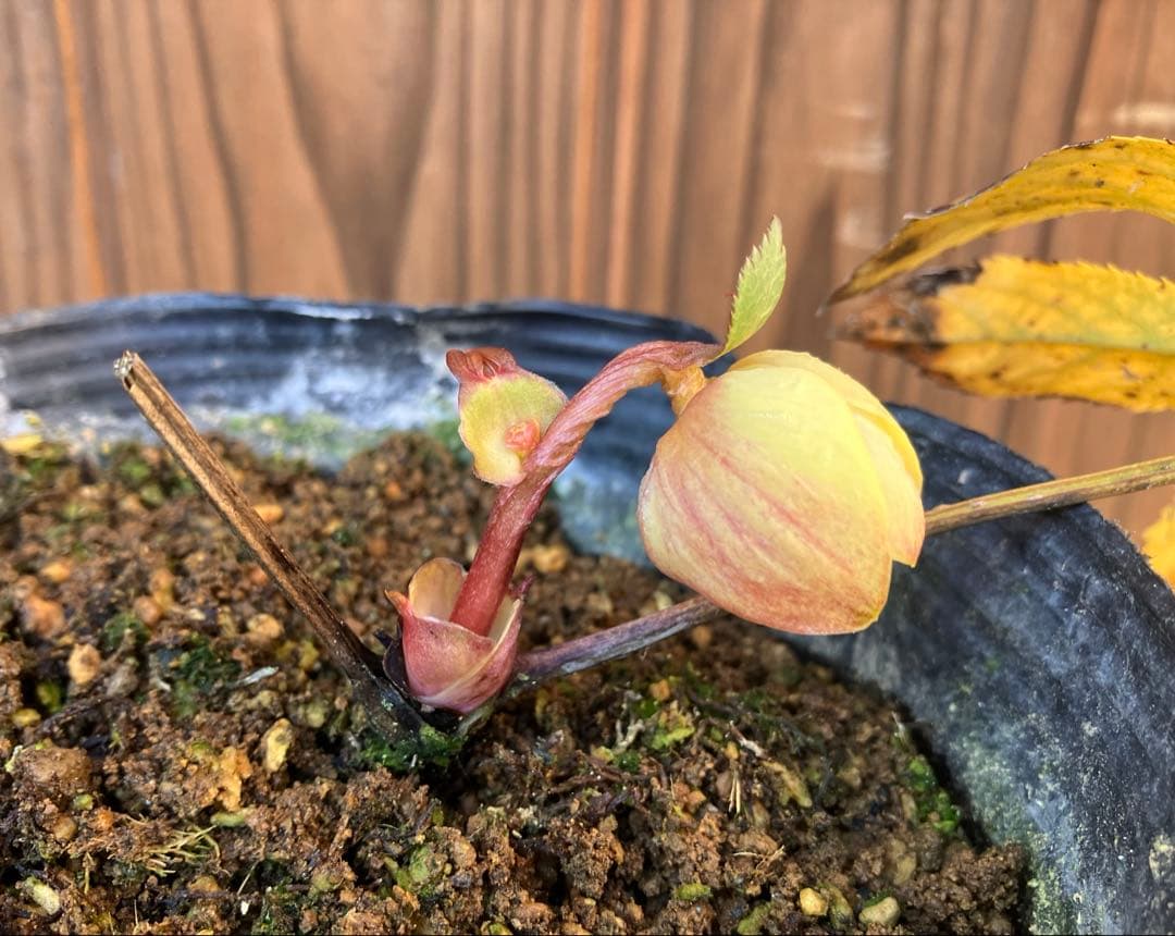 あだーじょ様ご検討用　クリスマスローズ　ニゲル