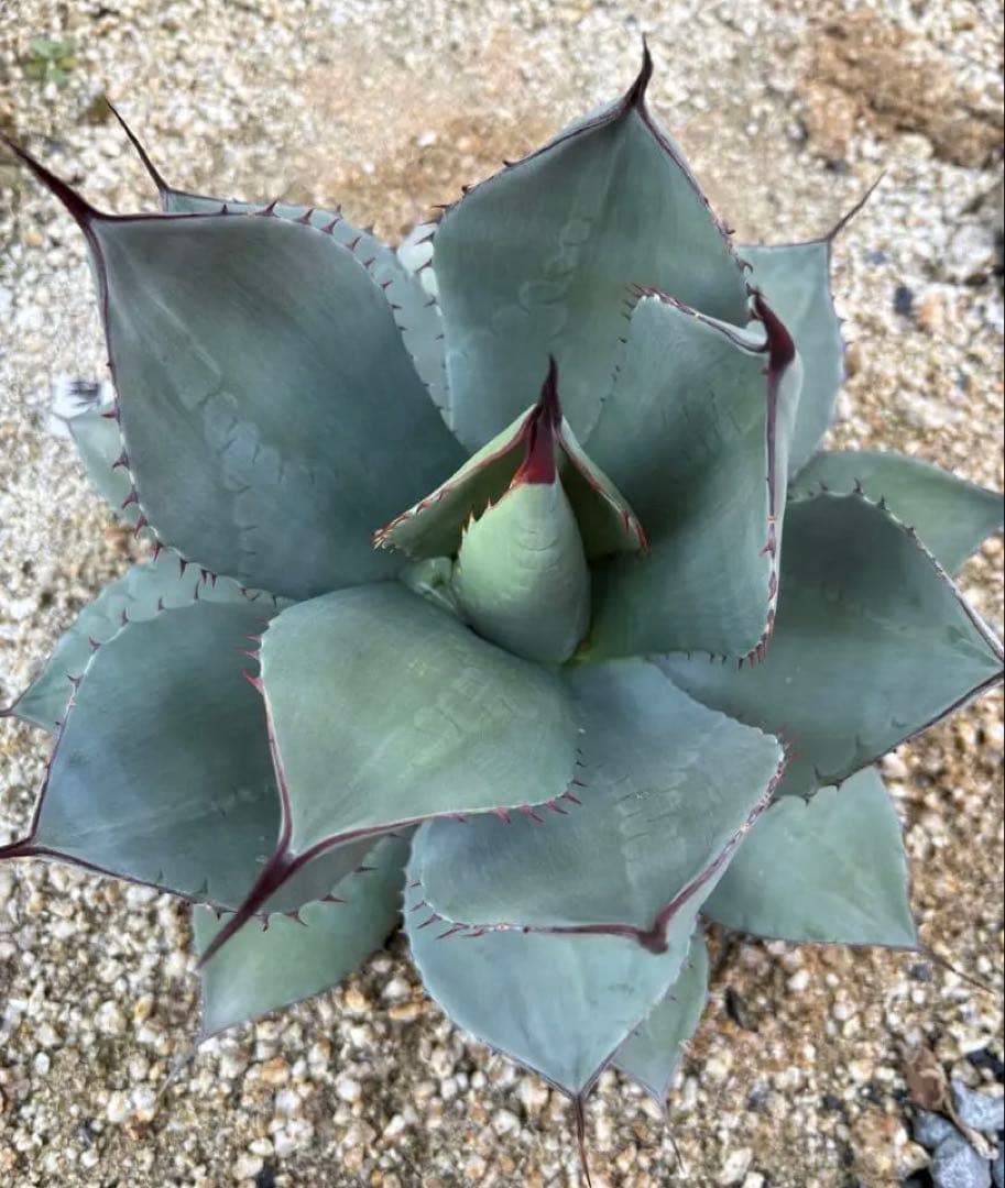 アガベ パリートランカータ 実生　トランカータ　パリー