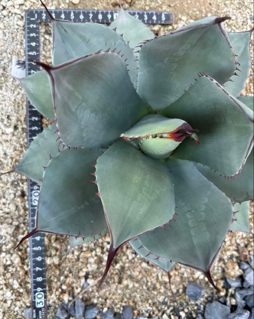 アガベ パリートランカータ 実生　トランカータ　パリー