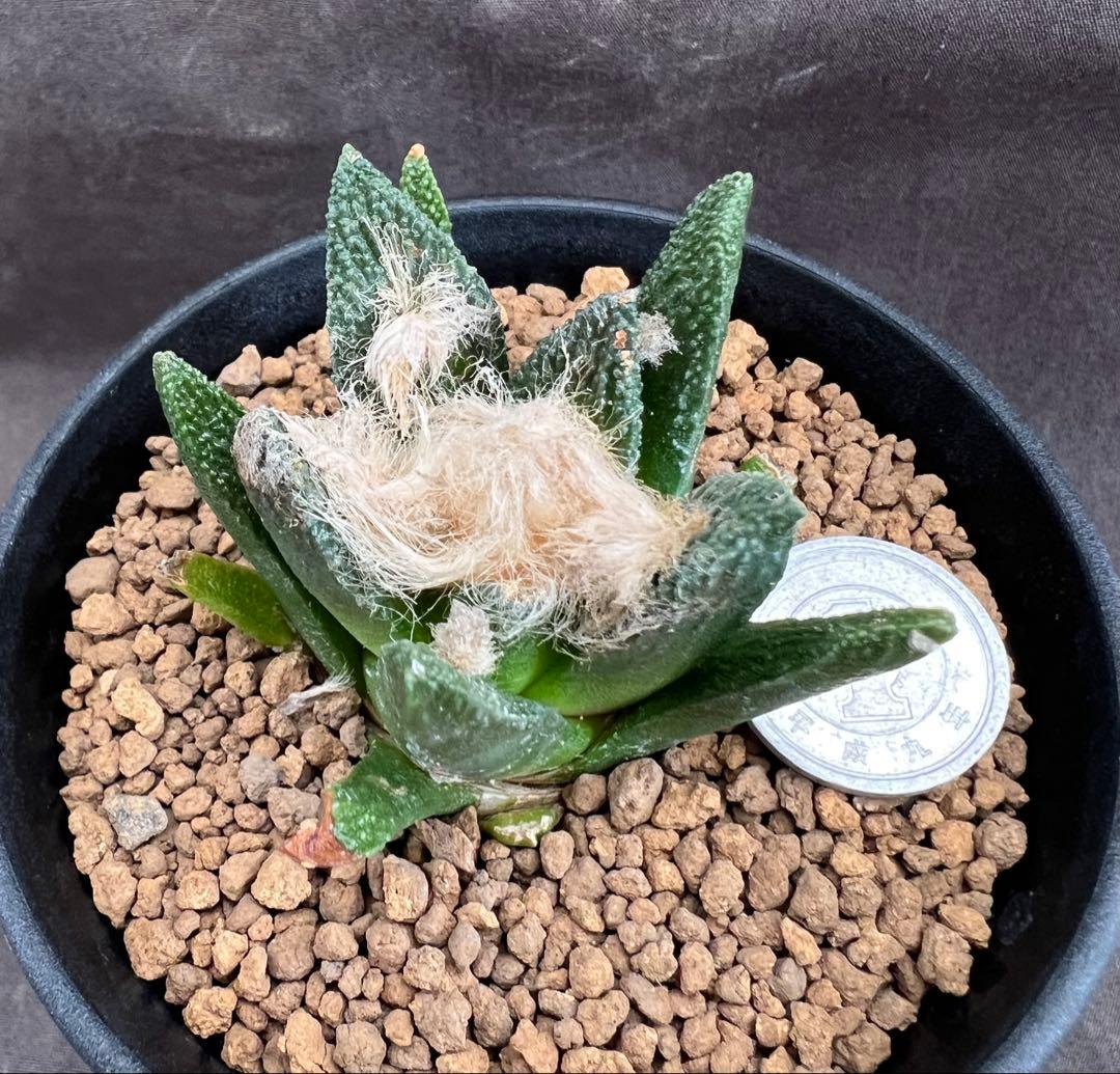 サボテン アリオカルプス ブラボアナス 実生 大疣