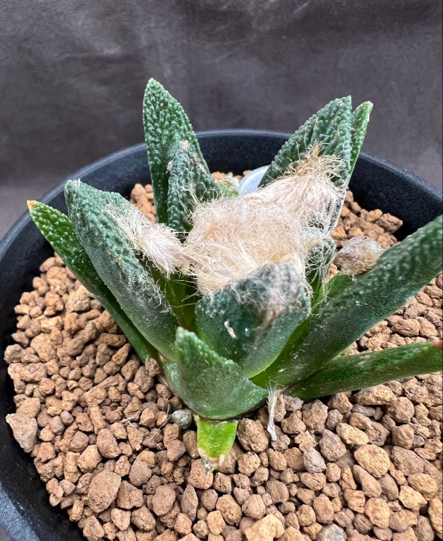 サボテン アリオカルプス ブラボアナス 実生 大疣