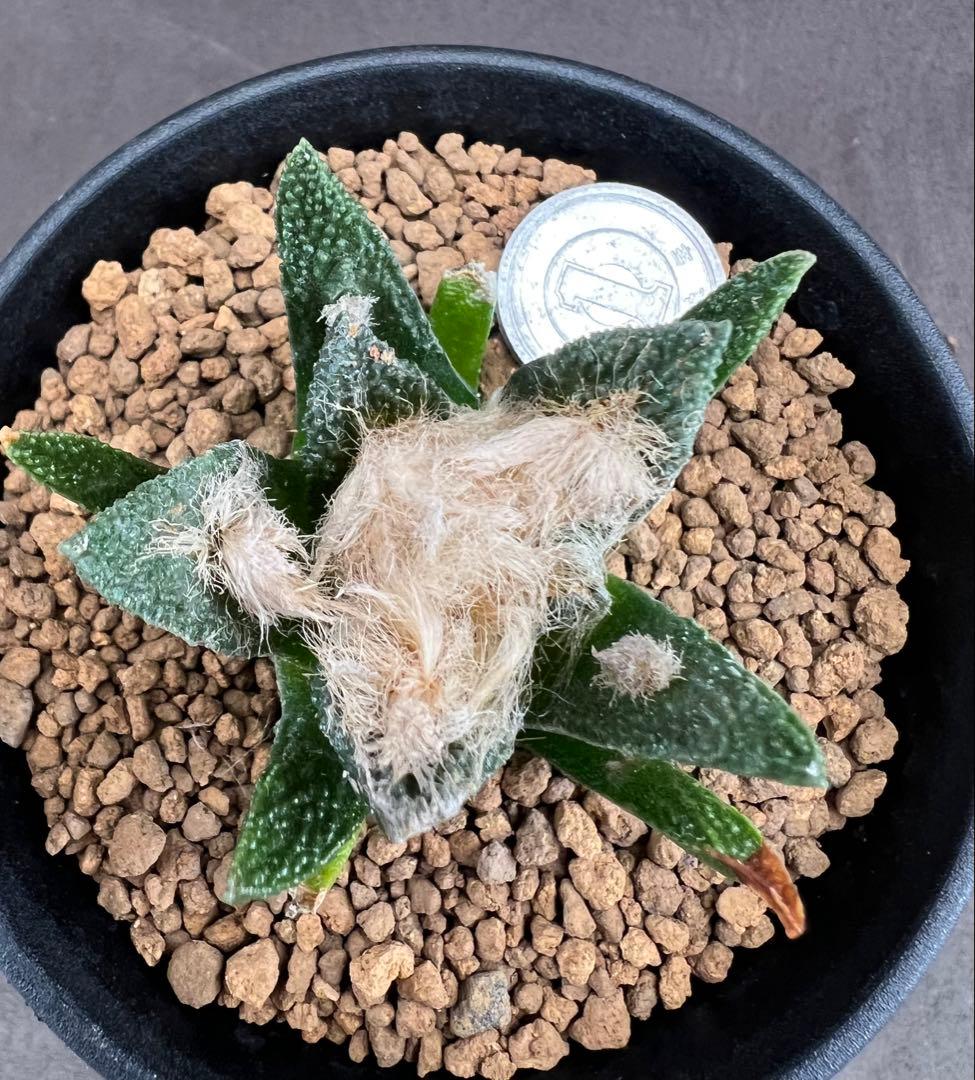 サボテン アリオカルプス ブラボアナス 実生 大疣