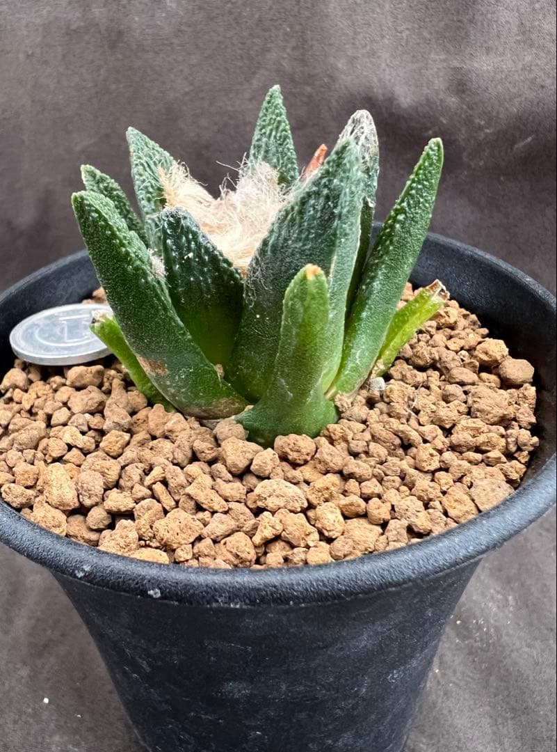 サボテン アリオカルプス ブラボアナス 実生 大疣