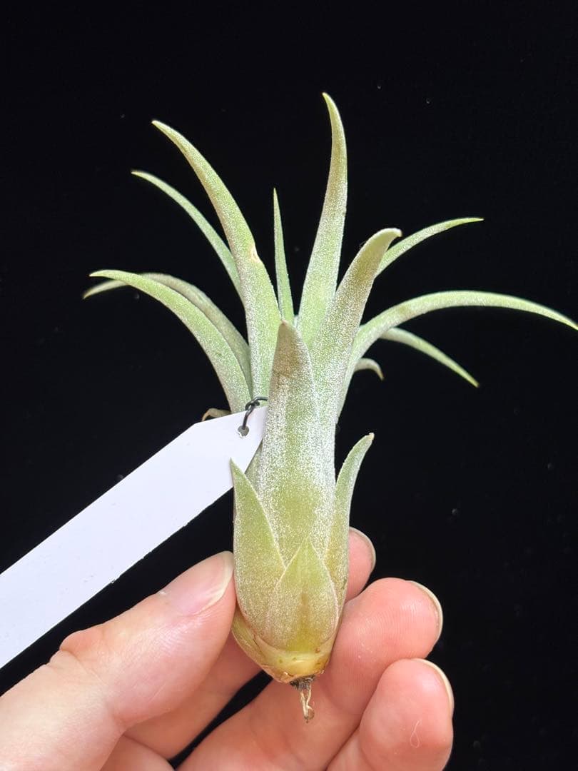 ブロメリア・エアープランツ Tillandsia 'Domingo's Cutie from Domingo