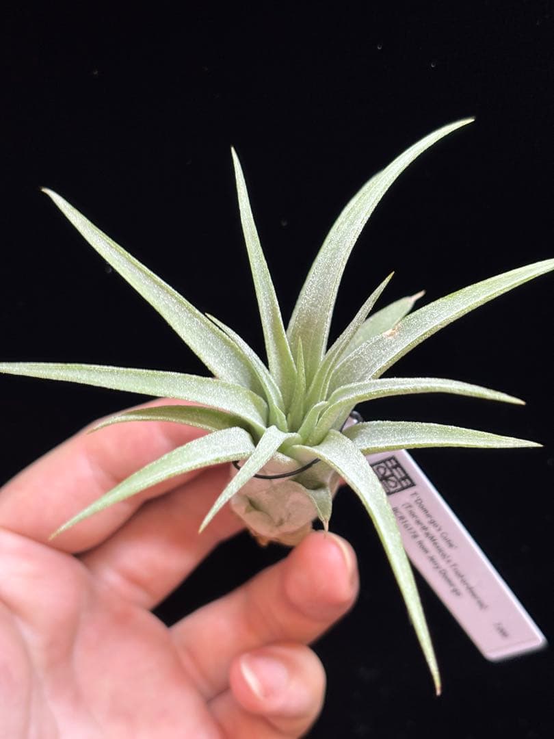 ブロメリア・エアープランツ Tillandsia 'Domingo's Cutie from Domingo