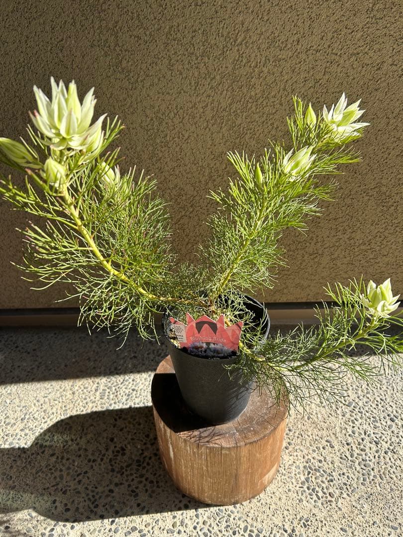 セルリアブラッシングブライド5号大①