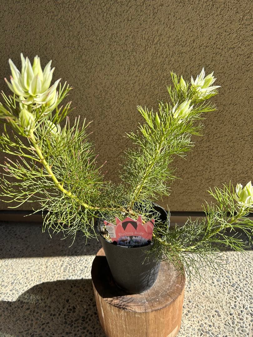 セルリアブラッシングブライド5号大①