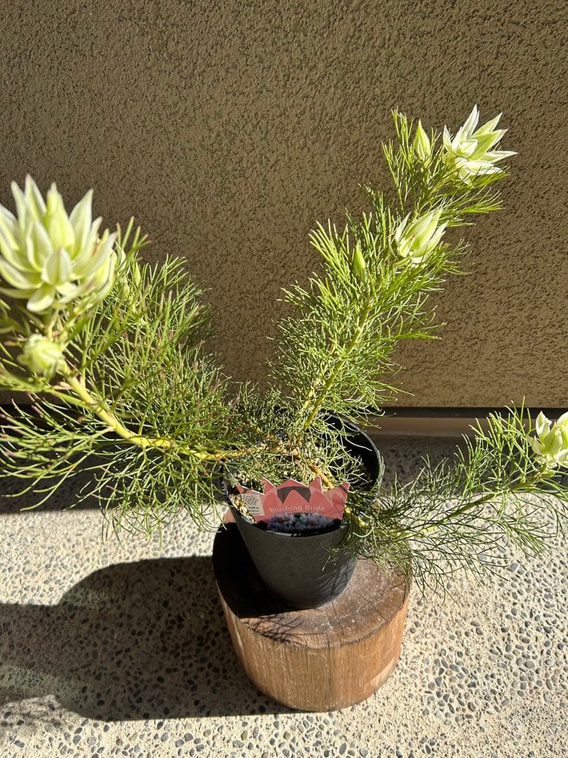 セルリアブラッシングブライド5号大①