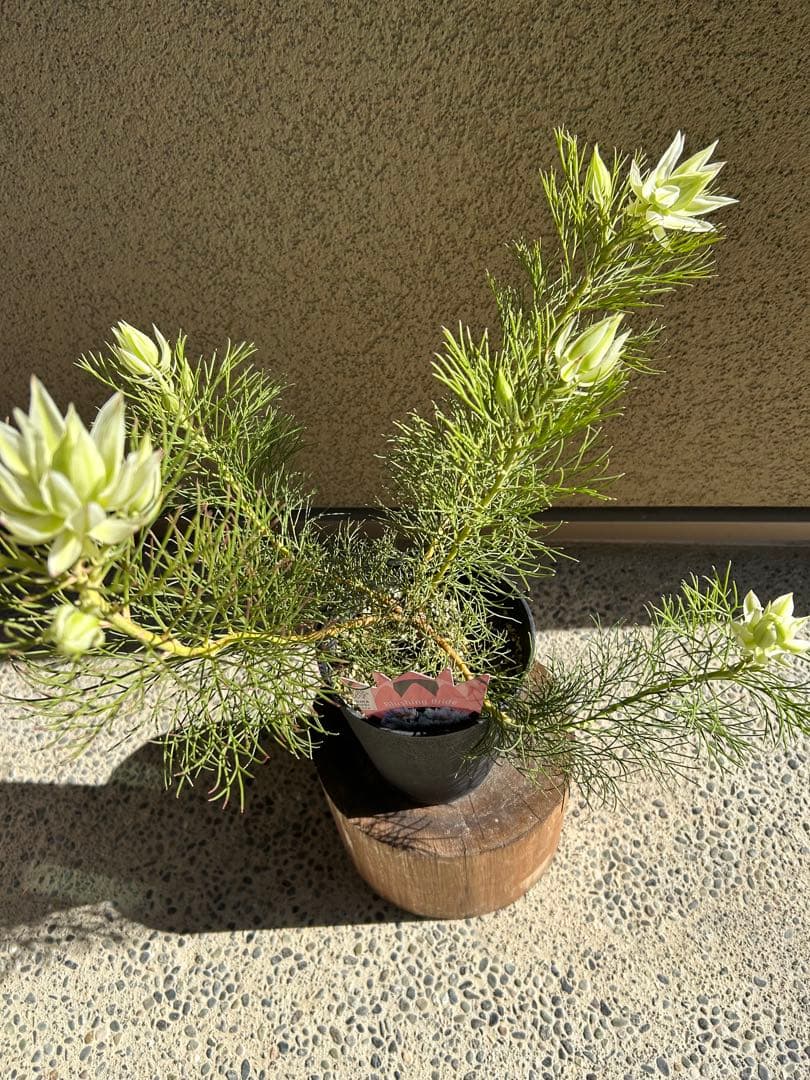 セルリアブラッシングブライド5号大①