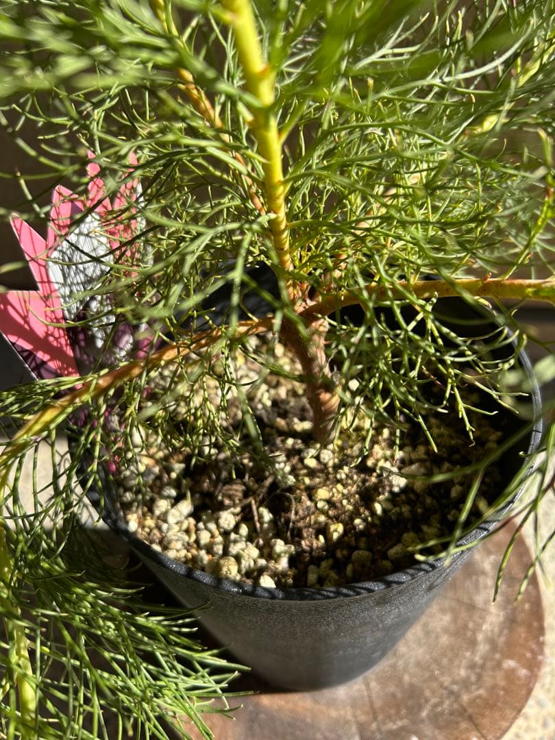 セルリアブラッシングブライド5号大①