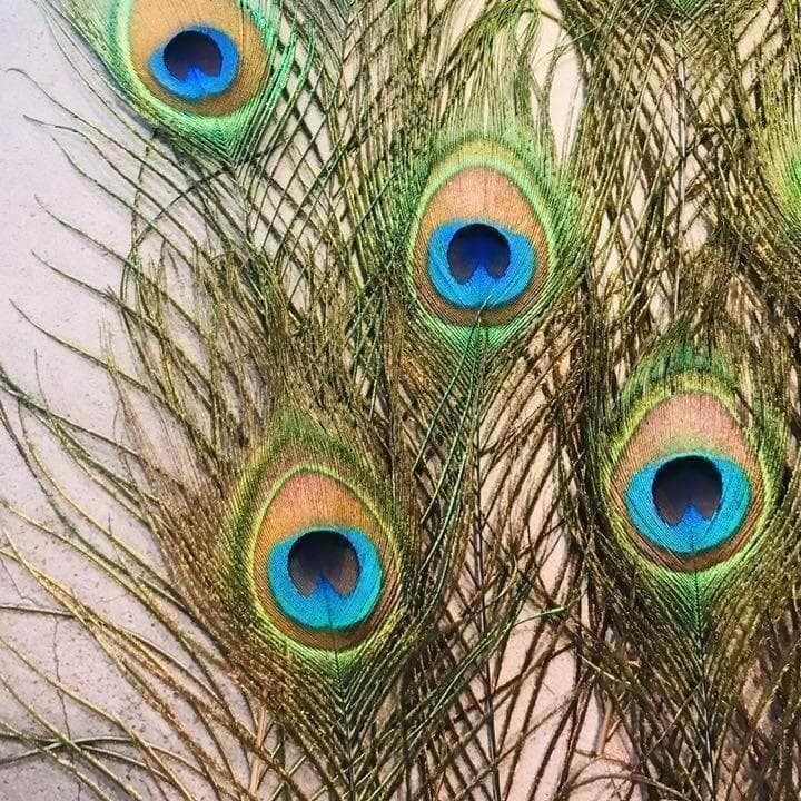 100枚■【クジャク 】孔雀の羽根 目玉 パーツ 鳥 羽根 素材