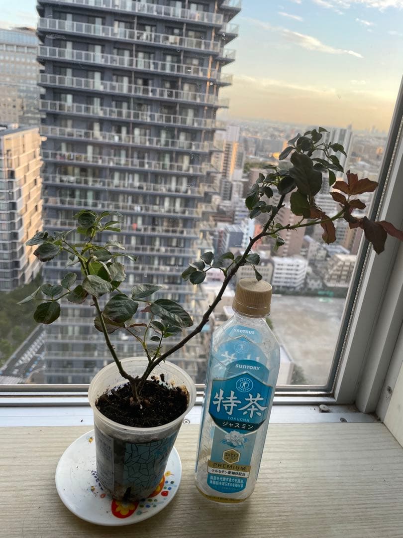 年末セール！素晴らしい香り手間要らず強健種！名門のフレンチローズ　バラ苗