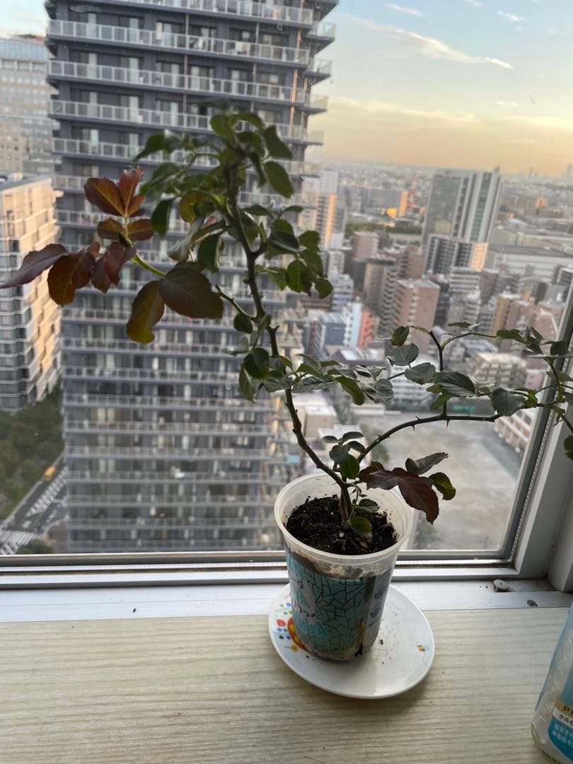 年末セール！素晴らしい香り手間要らず強健種！名門のフレンチローズ　バラ苗