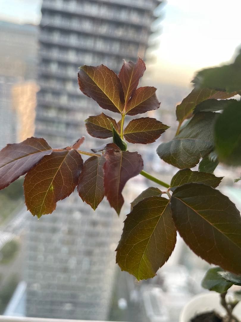 年末セール！素晴らしい香り手間要らず強健種！名門のフレンチローズ　バラ苗
