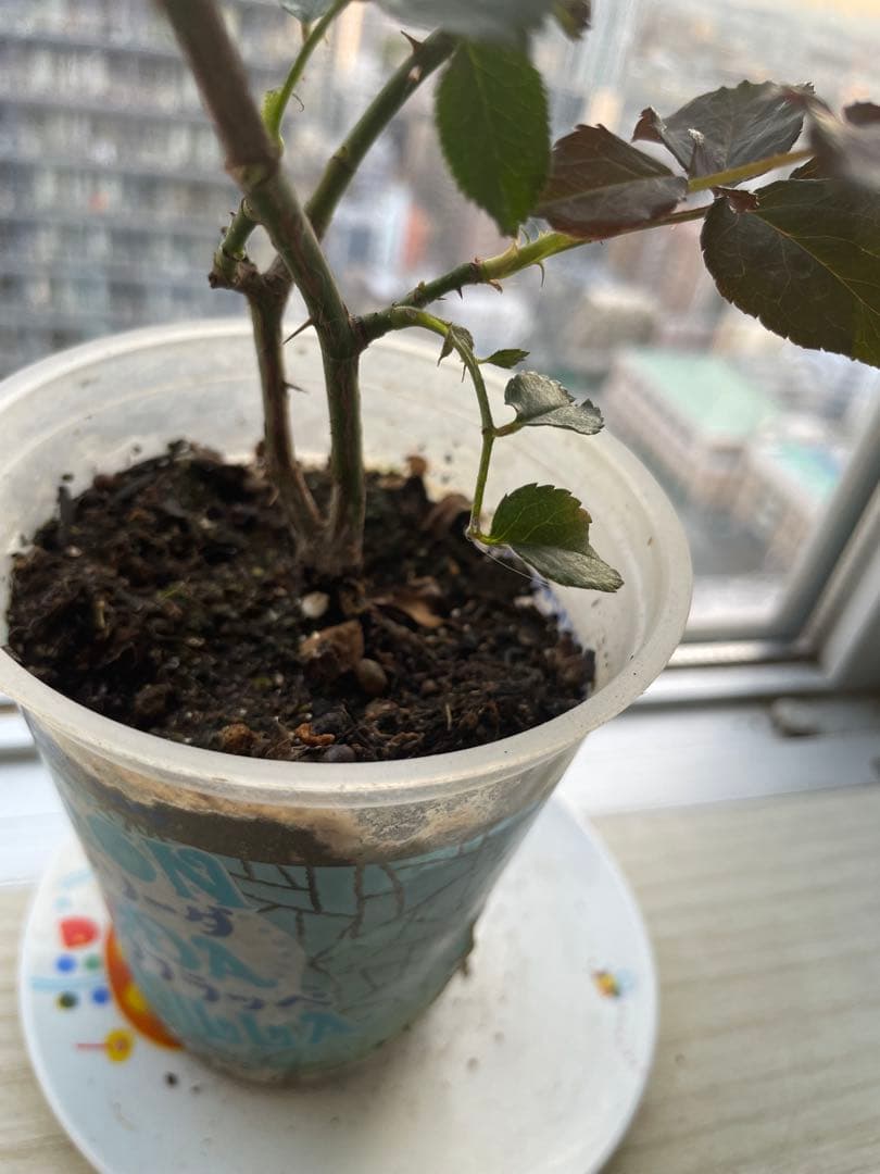 年末セール！素晴らしい香り手間要らず強健種！名門のフレンチローズ　バラ苗