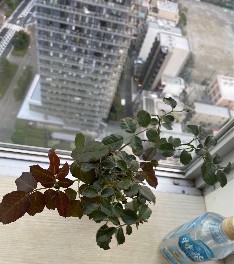 年末セール！素晴らしい香り手間要らず強健種！名門のフレンチローズ　バラ苗