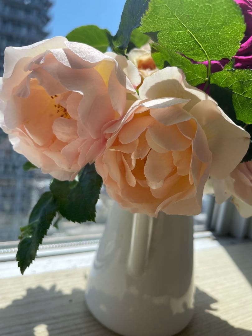 年末セール！素晴らしい香り手間要らず強健種！名門のフレンチローズ　バラ苗