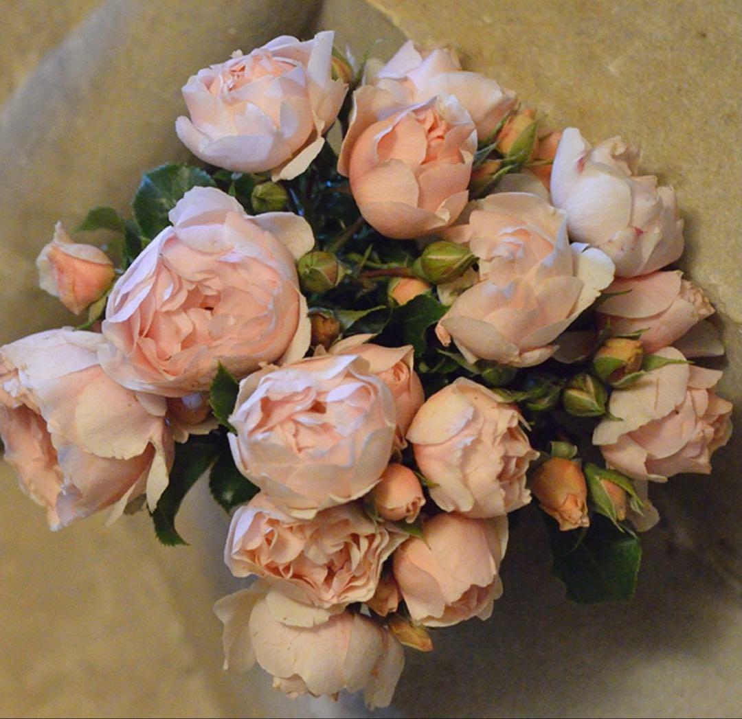 年末セール！素晴らしい香り手間要らず強健種！名門のフレンチローズ　バラ苗