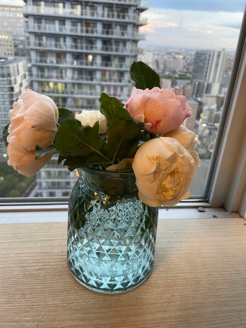 年末セール！素晴らしい香り手間要らず強健種！名門のフレンチローズ　バラ苗