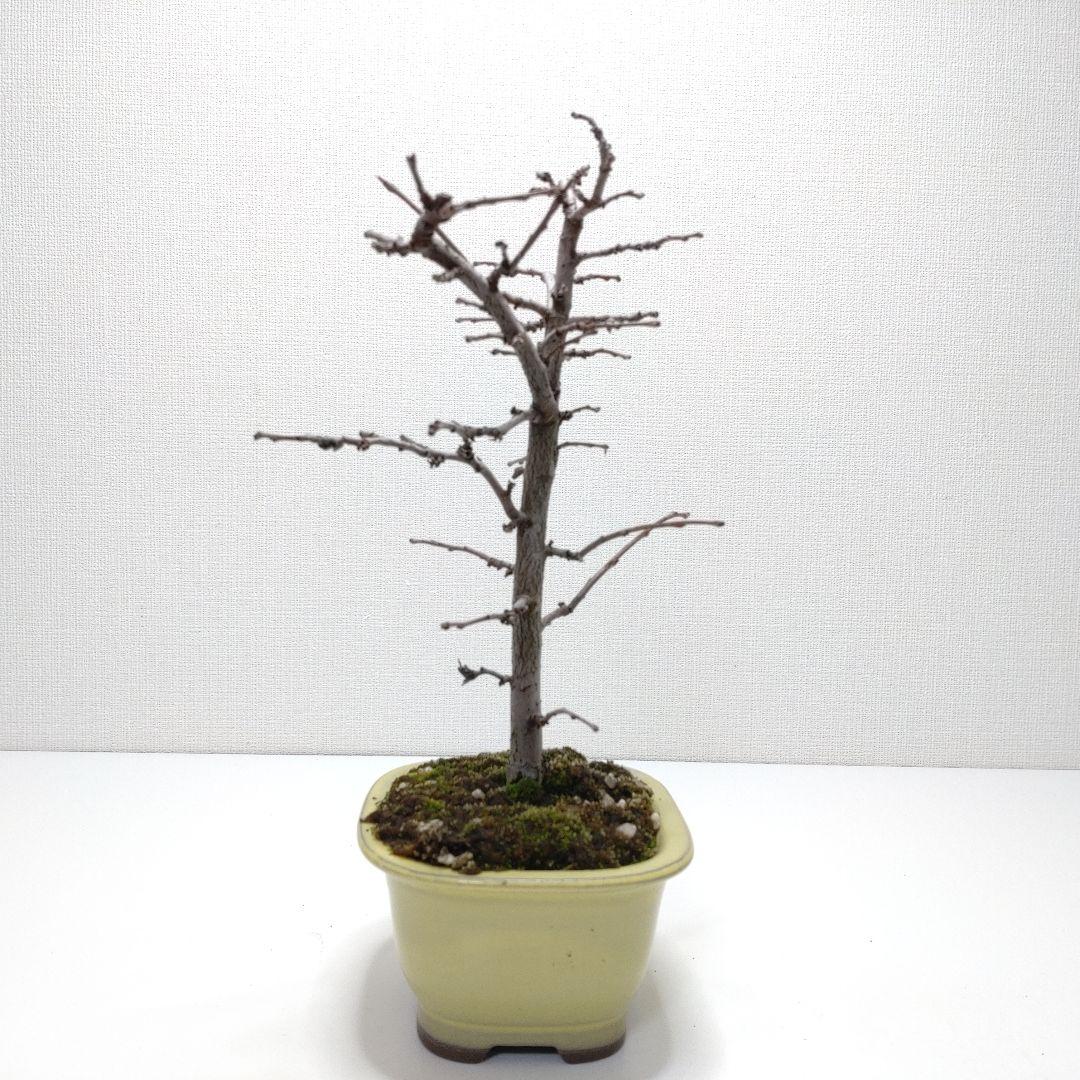 寒樹花梨（カリン）盆栽 SS017