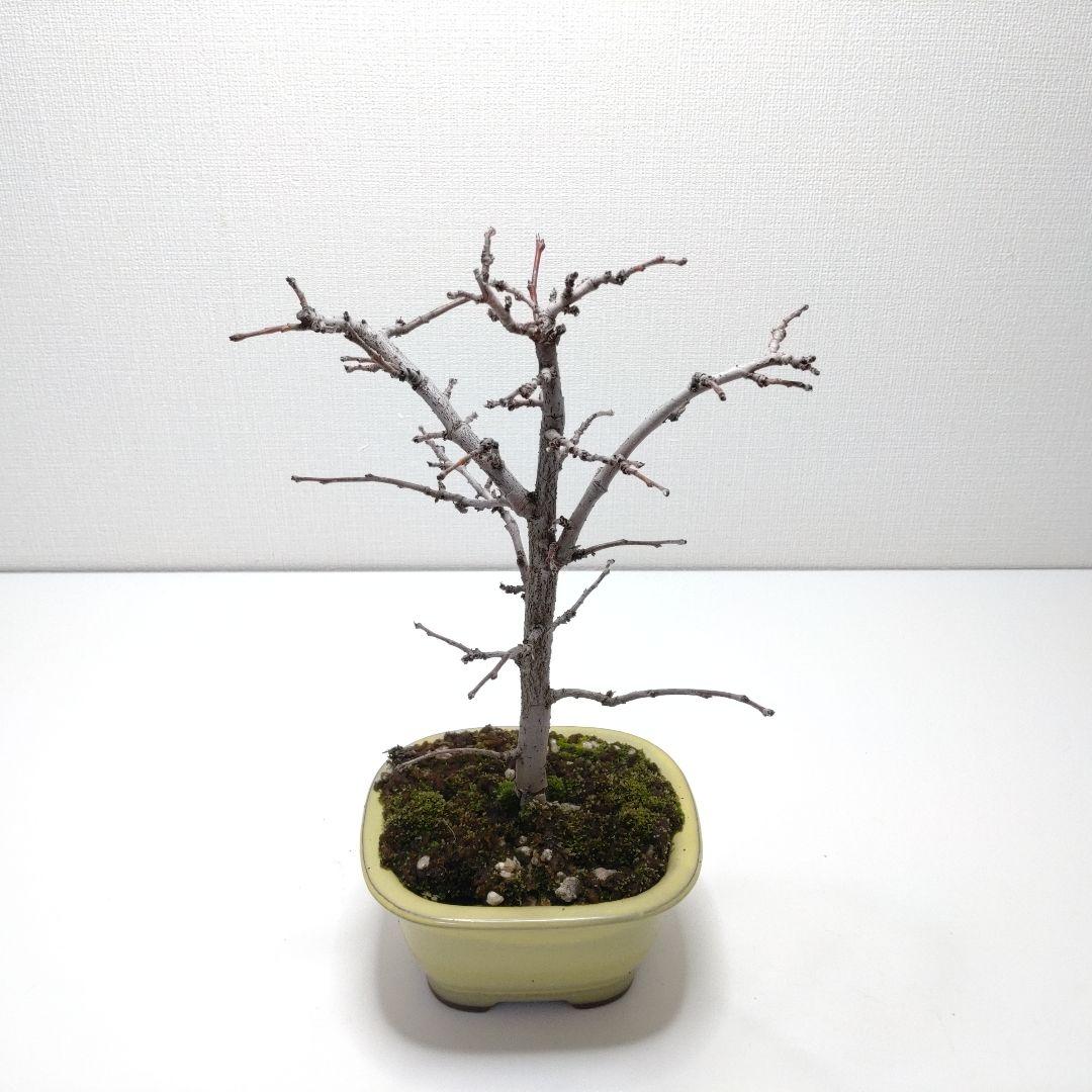 寒樹花梨（カリン）盆栽 SS017