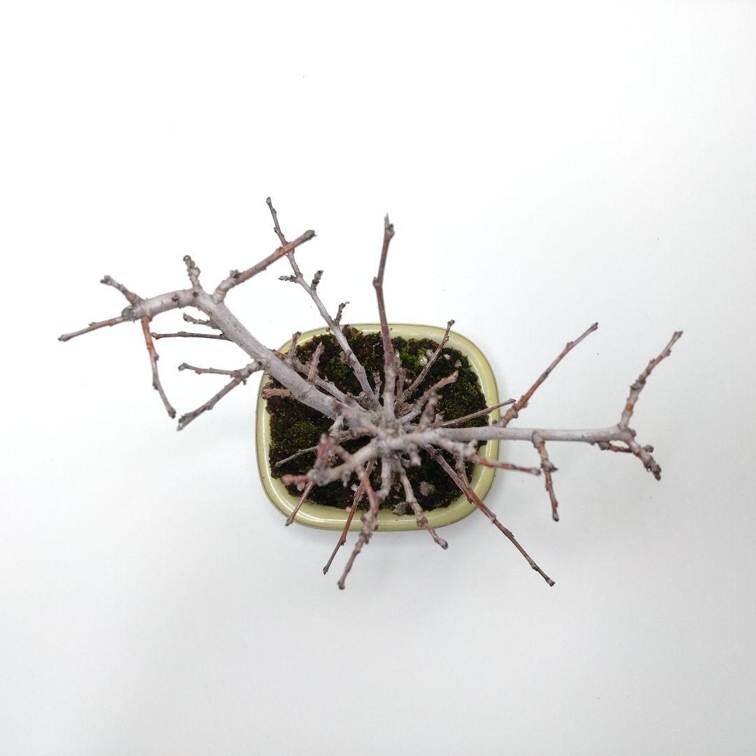 寒樹花梨（カリン）盆栽 SS017