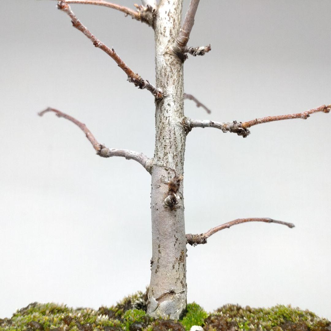 寒樹花梨（カリン）盆栽 SS017