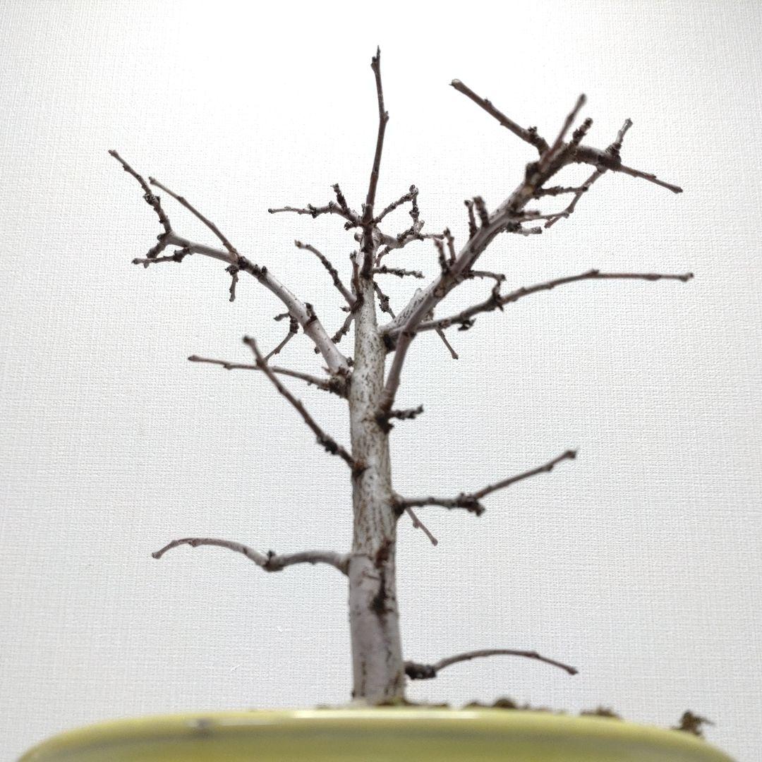 寒樹花梨（カリン）盆栽 SS017