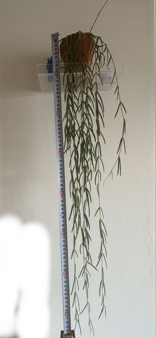 約70cmホヤ リネアリス 吊り鉢 ロング ボリューム株 観葉植物